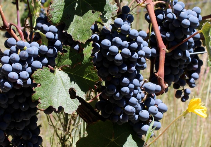 uvas de malbec en las vinas