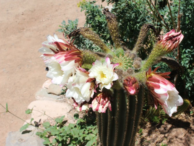 fleurcactus